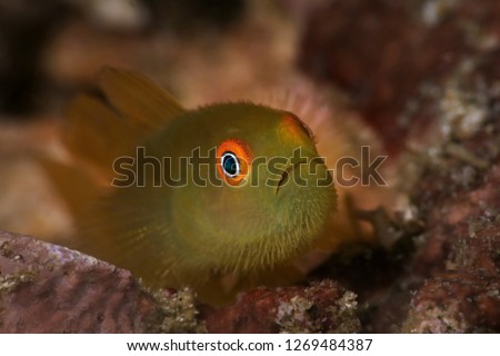 Emerald coral goby (Paragobiodon xanthosoma). Picture was taken near Island Bangka in North Sulawesi, Indonesia