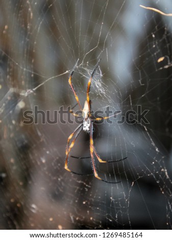 A close-up & detailed photograph of a Golden Orb-Weaver Spider (Nephila plumipes) in its web in Brisbane, Australia.
