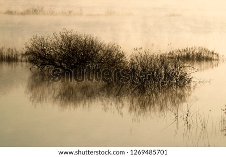 Morning landscape of foggy lake