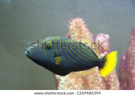 View on Orangelined Triggerfish (Balistapus undulatus). It is widely distributed throughout the tropical and subtropical waters of the Indian Ocean and the western Pacific.