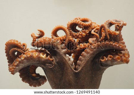 Dried octopus arms on plain background