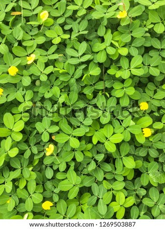 fresh green grass with four leaves and small yellow flower