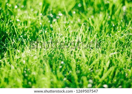 grass on backyard lawn - house, home and gardening concept, elegant visuals