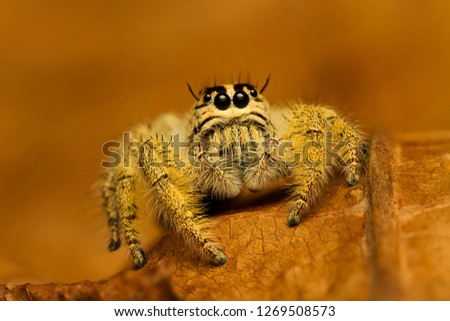 Super macro image of Jumping spider hyllus diardi female