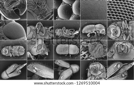 Insect electron microscope photos. Bark beetles 