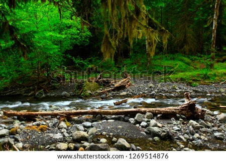a picture of an exterior Pacific Northwest rainforest stream