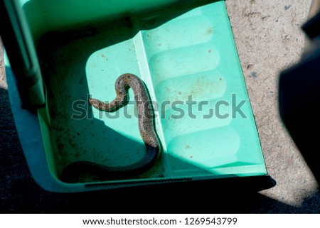 
Snakes that creep into the house