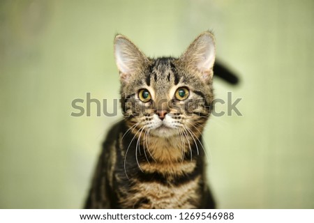 beautiful striped cat with a marble color on a light green background