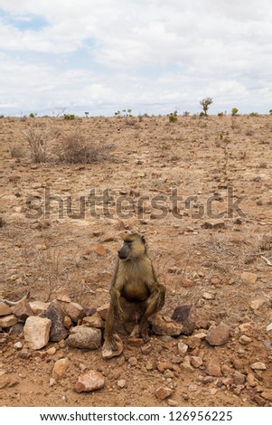 Kenya, Tsavo East National Park. A free baboon in her land