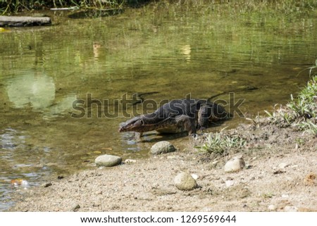 tropical large lizard in the water.