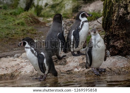 Humboldt penguin (Spheniscus humboldti), also known as Chilean penguin, Peruvian penguin or patranca
