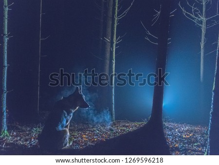 lonesome wolf in the dark in a wood 