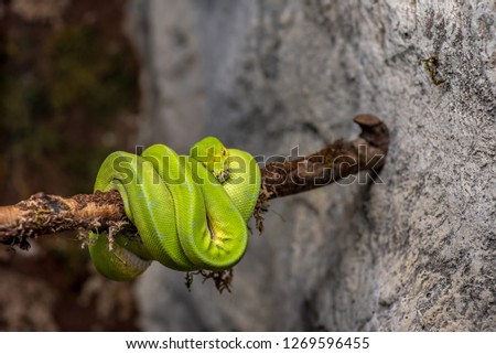 Close-up picture of Green tree python (Morelia viridis)