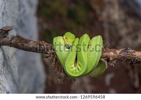 Close-up picture of Green tree python (Morelia viridis)