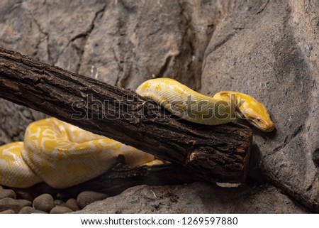 Close-up picture of Burmese Python (python bivittatus)