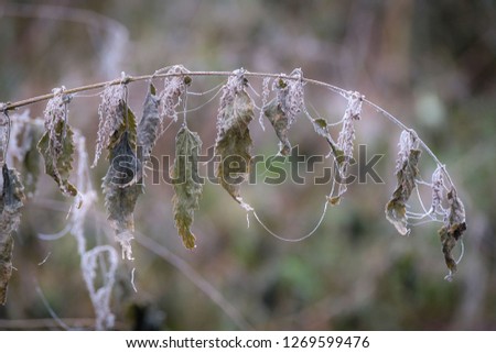 frozen leaves and branches in the winter forest