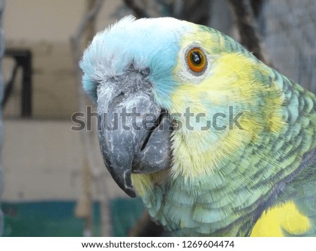 A parrot staring at the camera