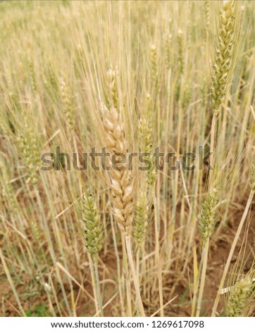 closeup of wheat field with ears of wheat or ears of golden wheat