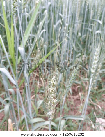 closeup of wheat field