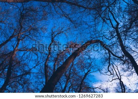 Top of big tree with beautiful bright sky