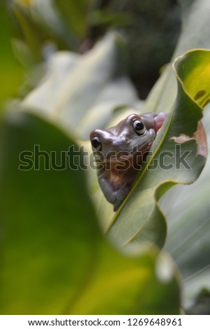 Green frog in leaf