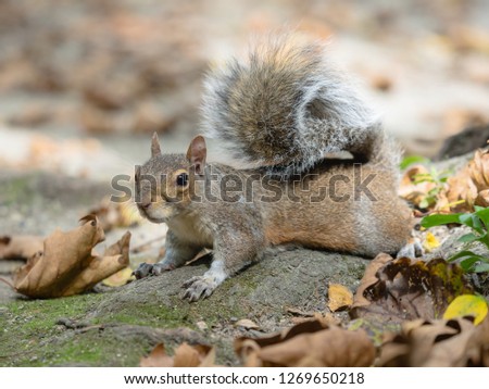 American red squirrel (Tamiasciurus hudsonicus)
