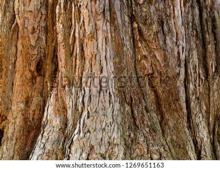 The bark of the sequoias. Texture.