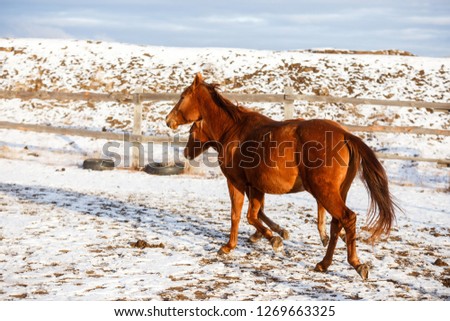 winter red horse running under snow on a sunny day