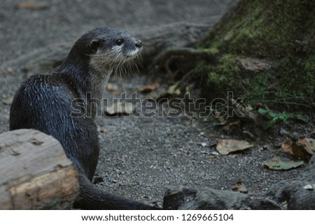 The otter which bathes