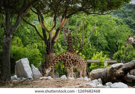 Giraffe family in the Serengeti