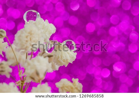 Water drops on white flowers. Pink background.
