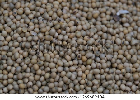 Soya bean seed, soybeans or Glycine max. Royalty high-quality free stock image heap of Soya bean seed, soybeans background with copy space.  Soy bean is very nutritious