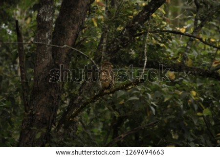 Brown fish owl (Ketupa zeylonensis) roosting in its habitat in the forest of Kabini. Background  made  blur using photoshop.