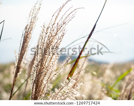 Miscanthus sinensis with sky background