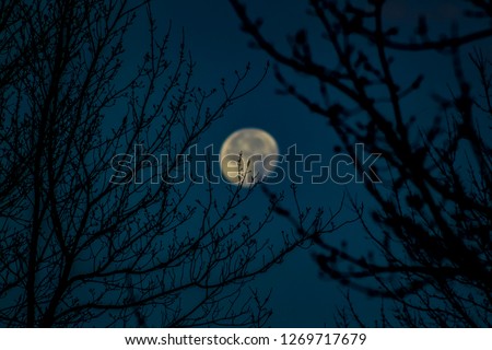Moon through the winter trees early in the morning.
