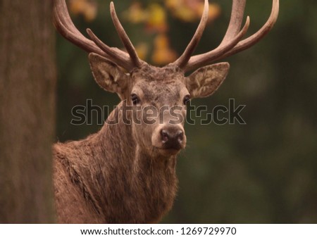 Horned forest deer close-up
