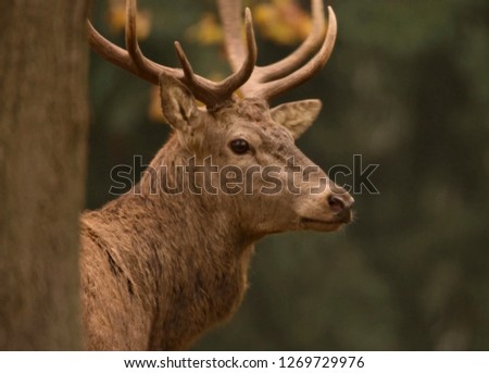 Horned forest deer