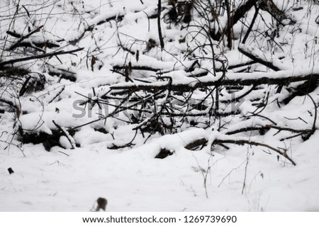 windbreak in the winter forest