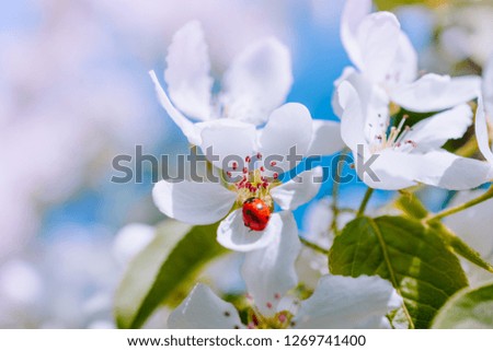 White spring flowers on a soft background