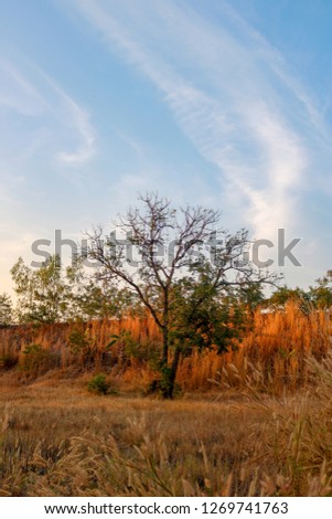 Natural landscapes and trees in the forest