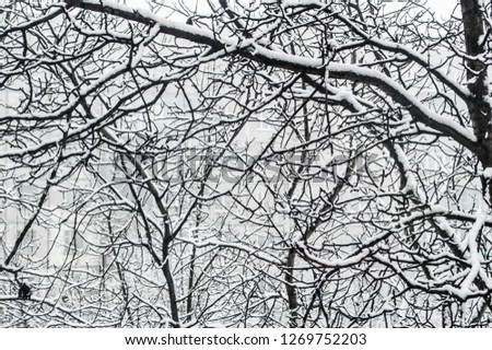 winter trees in the garden