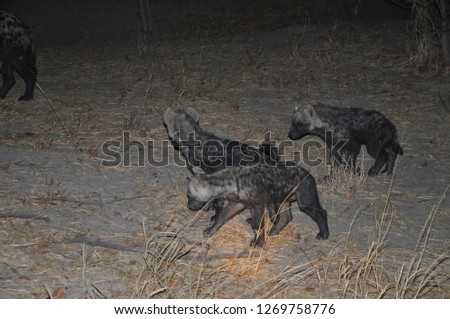 African wild Hyena