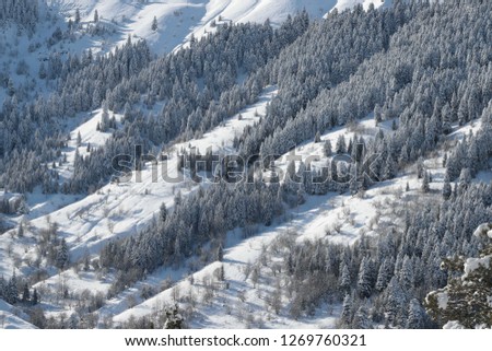 Majestic white spruces glowing by sunlight. Picturesque and gorgeous wintry scene.artvin/turkey