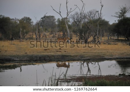 A safari scene of a lion pride, including a male lion and his lioness
