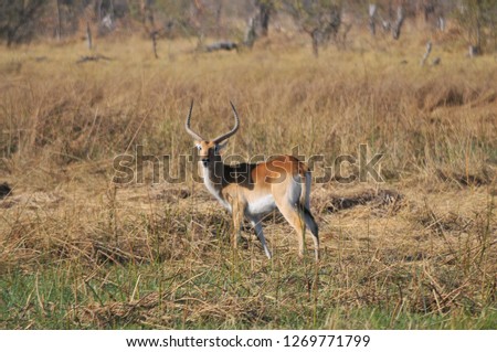 Herd of impala