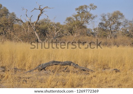 Landscape of Okavango Delta