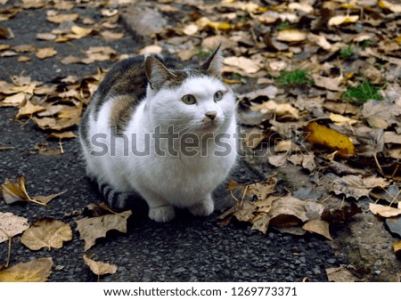 Autumn cat and leafs