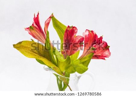 Flower with red blossoms. Still Life Picture.