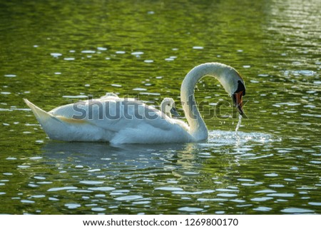 family of swans with puppy - (Cygnus olor) 