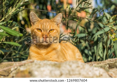 red calm cat portrait in back yard garden street natural environment green background 